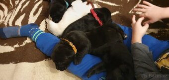 Labrador - černá a smetanová štěňátka - 5