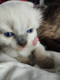 Prodám koťátka plemene ragdoll - 5