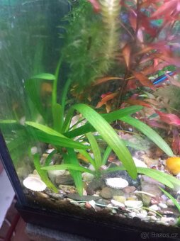 Akvarijní rostliny - 5