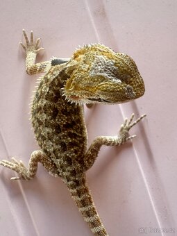 Agama vousatá - mláďata k prodeji - 5