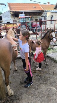Welsh pony B - 5