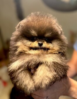 POMERANIAN S PP FCI - ch.s. z Malebného povltaví - 5