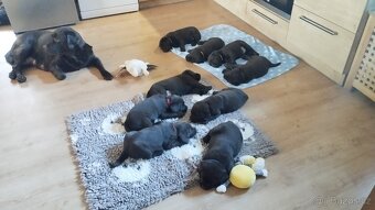 Labradorský retrívr - štěňata s PP k rezervaci - 5