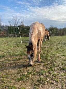 Hříbata k odběru. - 5