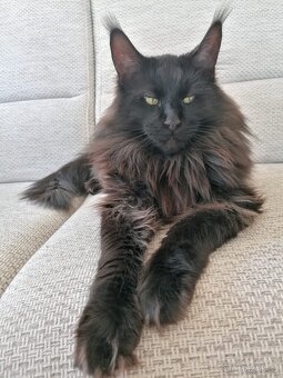 Mainská mývalí koťátka bez PP - 5