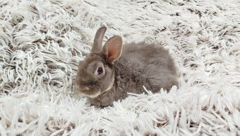 Zakrslý beránek,králíček,králík -(REX)-DIANA - 5