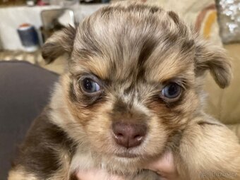 Štěňátka čivavy hledají hezké domovy. - 5