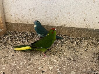 Kakariki červenočelý - 5