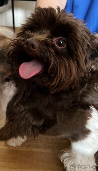 Jorkšírsky teriér s PP Biro pejsek - 5