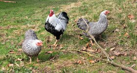 Násadová vejce: Ayam Cemani, Wyandotka, Hedvábnička - 5