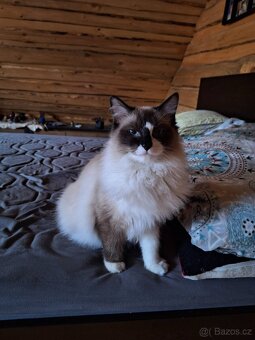 Ragdoll Kocourek - 5