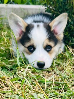Welsh corgi pembroke s PP (FCI) - 5