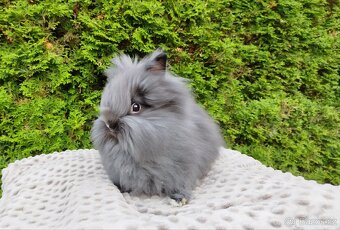 Zakrslý králík, králíček -(TEDDY)-OLAF A OLINA - 5
