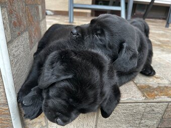 Stenatka labradora s Prukazem puvodu - rezervace - 5