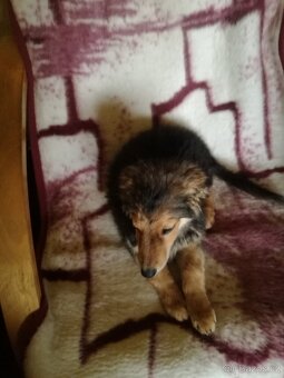 Labradorský retrívr - 5