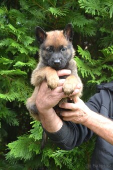 Belgický ovčák - malinois - 5