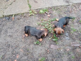 štěňata jezevčík drsnosrsty - 5