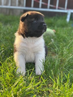Americká akita - štěňata - 5
