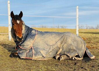 Hodná 14i letá klusačka - 5