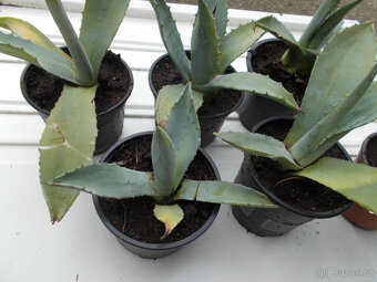Aloe vera - 5