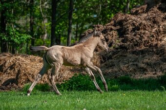 Letošní buckskin QH klisna k rezervaci - 5