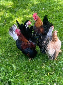 Chovný kmeň-Ayam serama - 5
