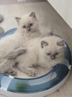 Ragdoll koťatka blue lynx - 5