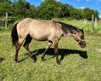 Roční grullo valach Quarter Horse - 5