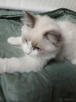 Ragdoll koťátka s PP - 5