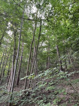 Prodám pozemky v k.ú. Útěchov u Moravské Třebové - 5