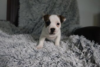 Jack Russell teriér - jrt - 5