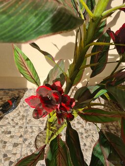 Umělá rostlina Dosna - 5