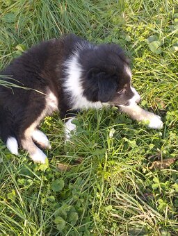 Border kolie - 5