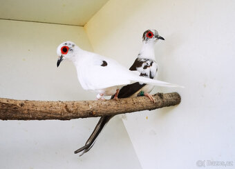 Holoubek diamantový straky 2025 - 5