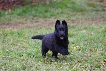 Německý ovčák - štěně s PP - 5