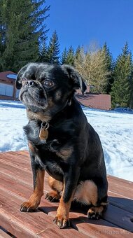 Grifonek štěňata - 5