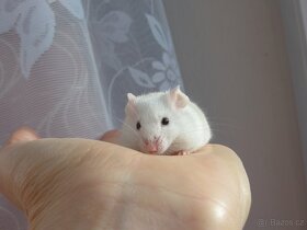 Barevná myš - samec na mazla - 5