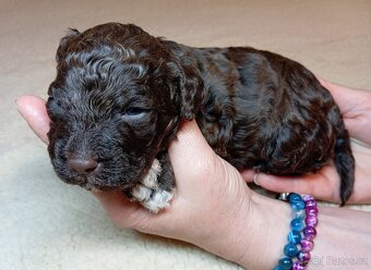Lagotto romagnolo s PP - 5