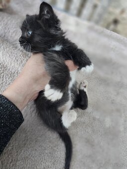 Koťátka alá Munchkin „kočičí jezevčík“ a „černé pumičky" - 5