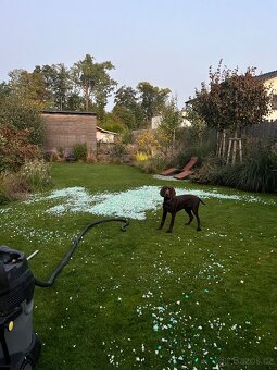 Německý ohař krátkosrstý hnědý - 5