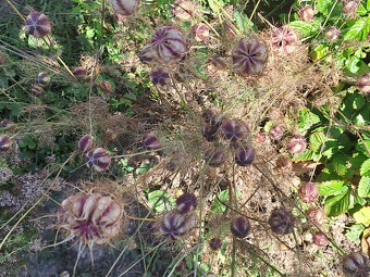 Černý kmín (černucha setá) - 5