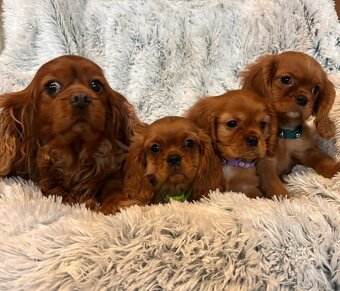 Kavalír King Charles Španěl - 5