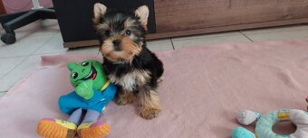 Jorkšírský teriér - 5