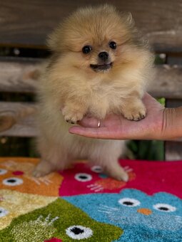 Pomeranian MINI fenečka - 5