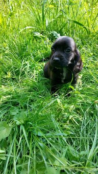 Kokrspanel,kokeršpaniel,beagle,bigel - 5