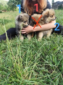 Štěňátka špic pomeranian - 5