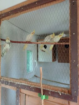 Letošní mladé Korely - 5