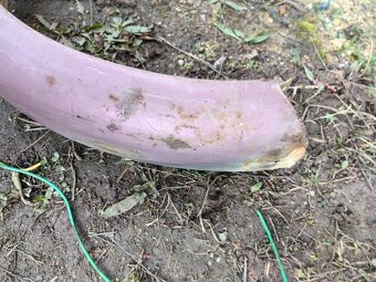 Jawa perak zadní blatník Janeček - 5