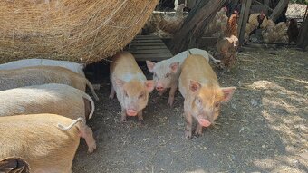 Vietnamské sele - 5