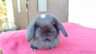 Zakrslý beránek, králíček, králík - ELLA - 5